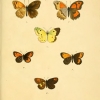 papilio erate plate